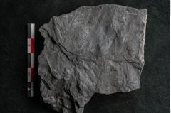 Foto (Detailansicht) von Callipteris sp.  (NHMW-GEO-2024-0188-10923)